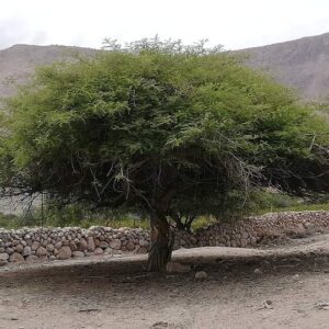 Huarango o Faique (Vachellia macracantha)