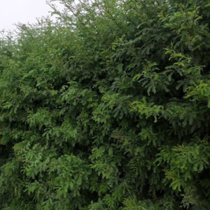 Huaranguillo arbustivo (Acacia horrida)