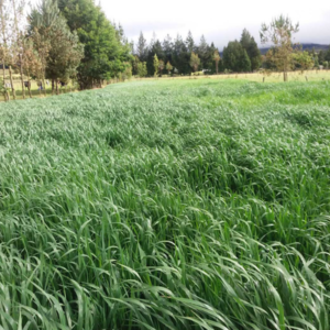 Avena Forrajera